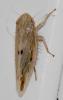 Mocydiopsis sp.
